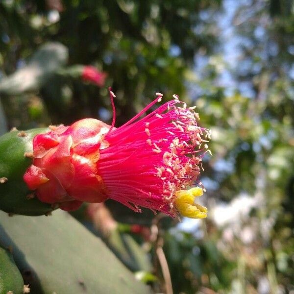 Opuntia cochenillifera Цвят