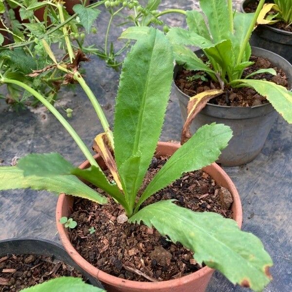 Eryngium foetidum Folio