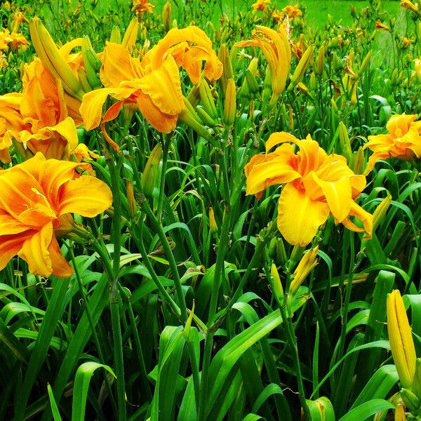 Hemerocallis lilioasphodelus 花