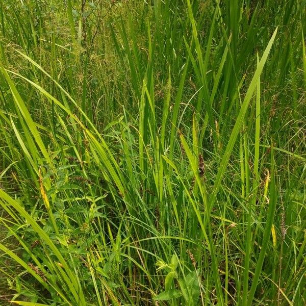 Carex vulpina Vrucht