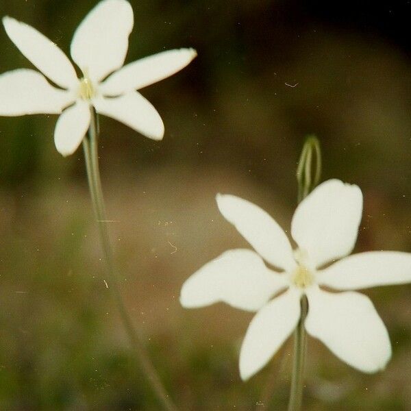 Milla biflora Blomst