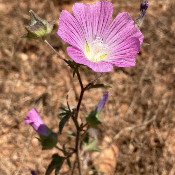 Malva punctata Flower