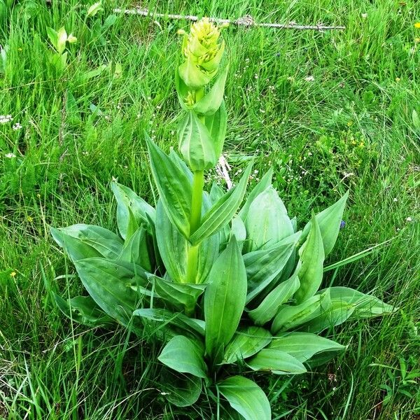 Gentiana lutea Vivejo