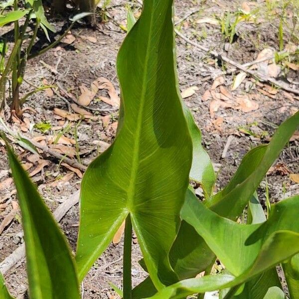 Peltandra virginica Leaf