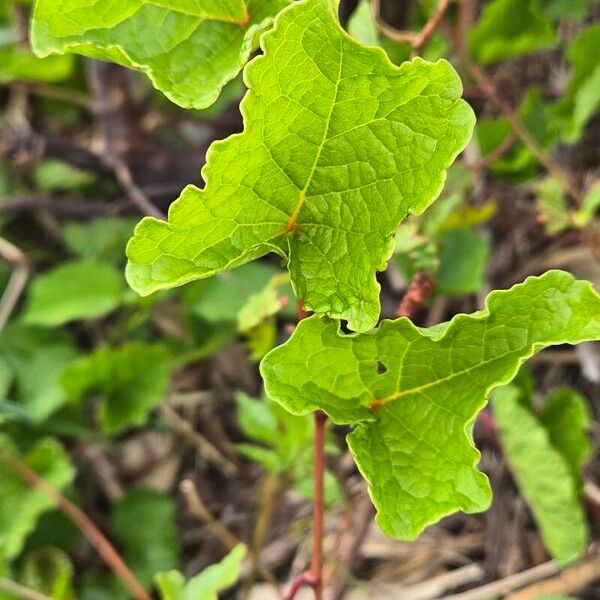 Antigonon leptopus Лист