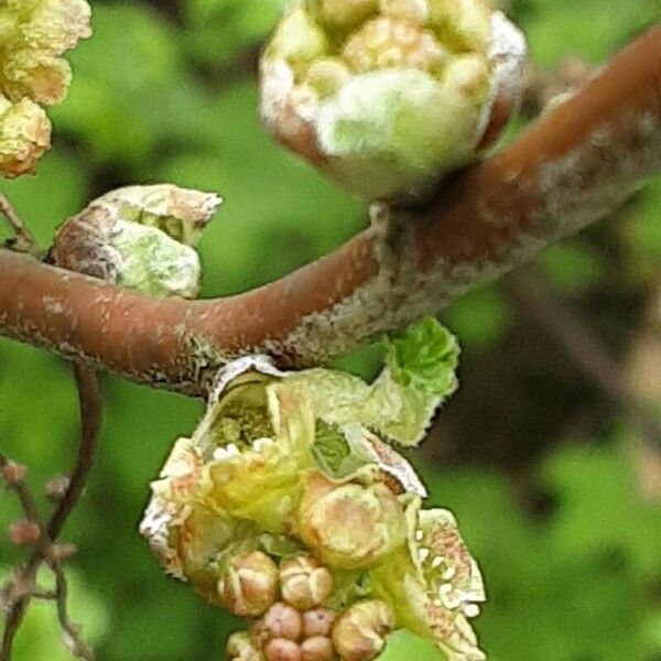 Ribes rubrum Кветка