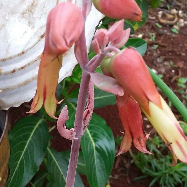 Kalanchoe gastonis-bonnieri Flors