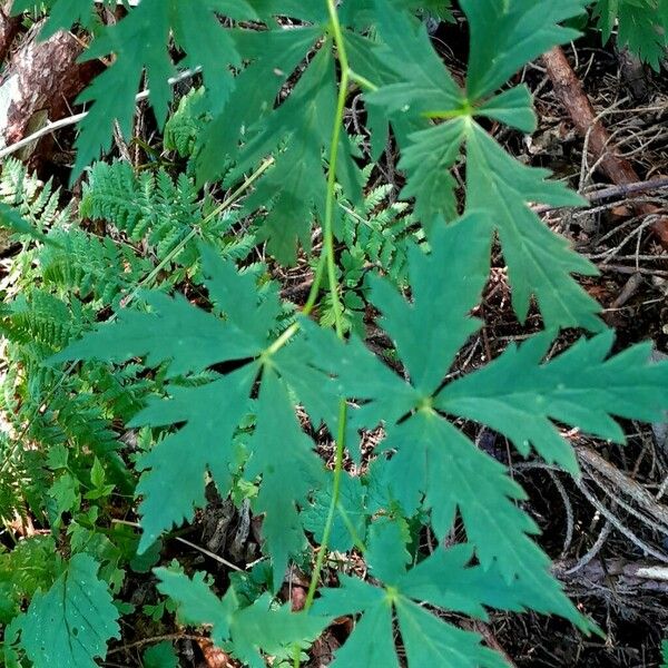 Aconitum variegatum Leht
