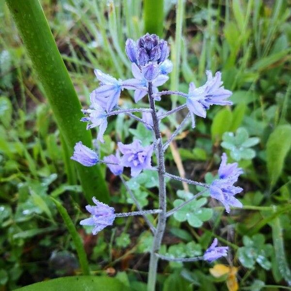 Hyacinthoides hispanica Flor