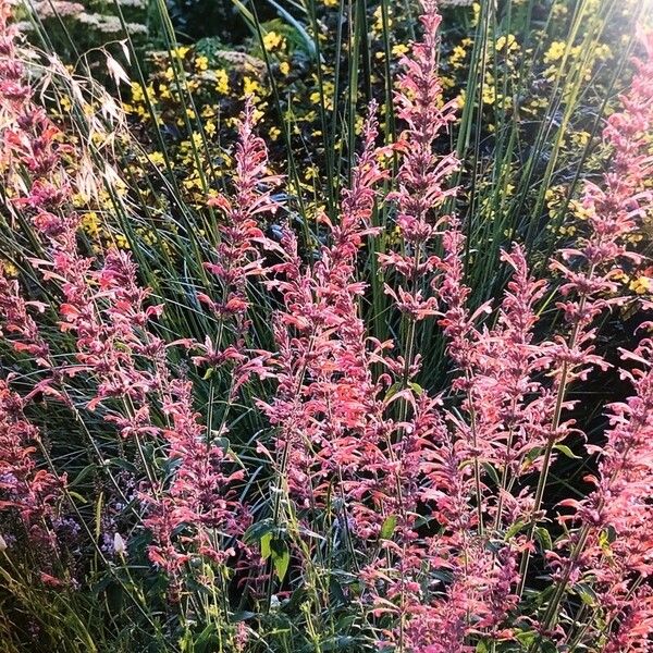 Agastache rupestris Flor