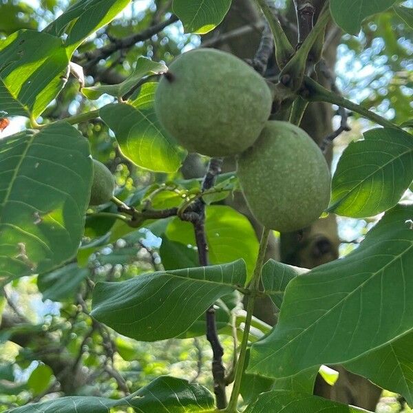 Juglans regia Плід