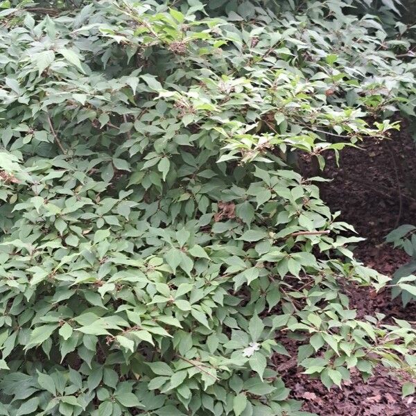 Callicarpa japonica Leaf