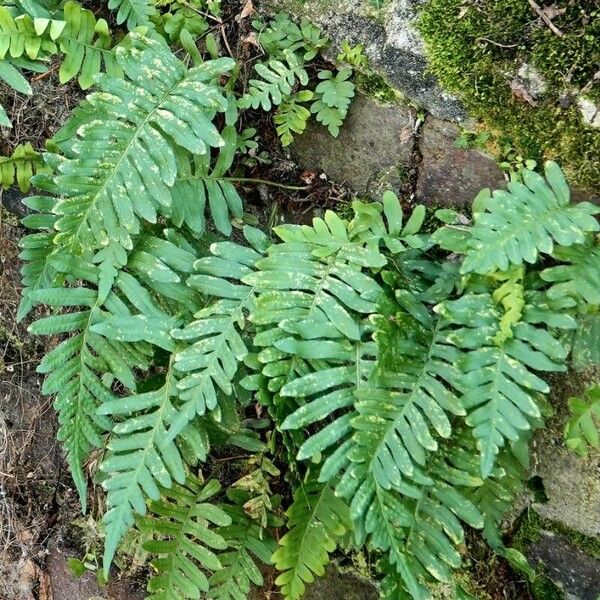 Polypodium vulgare Leaf