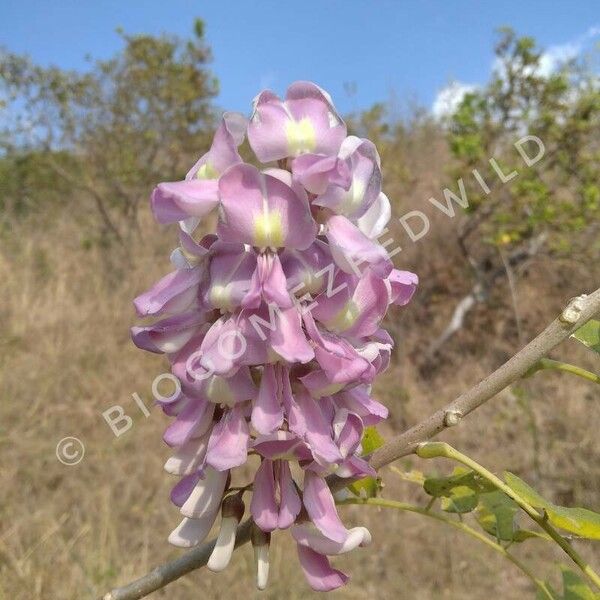 Gliricidia sepium Flor