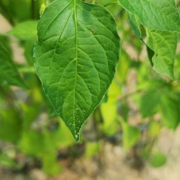 Capsicum baccatum Leaf