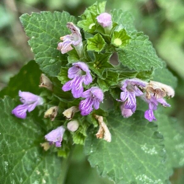 Ballota nigra Flower