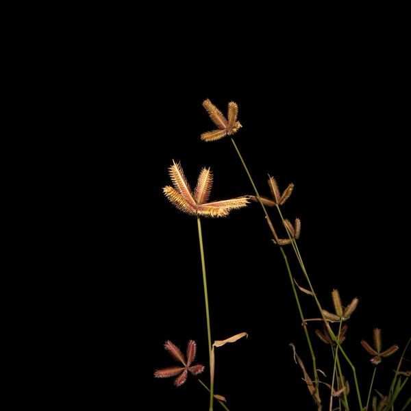 Dactyloctenium aegyptium Floro