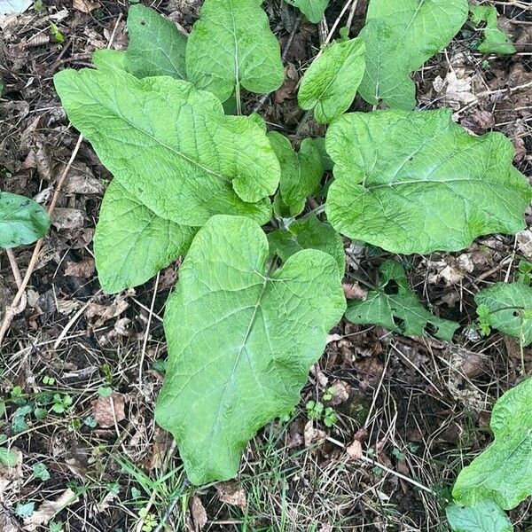 Arctium nemorosum Leaf