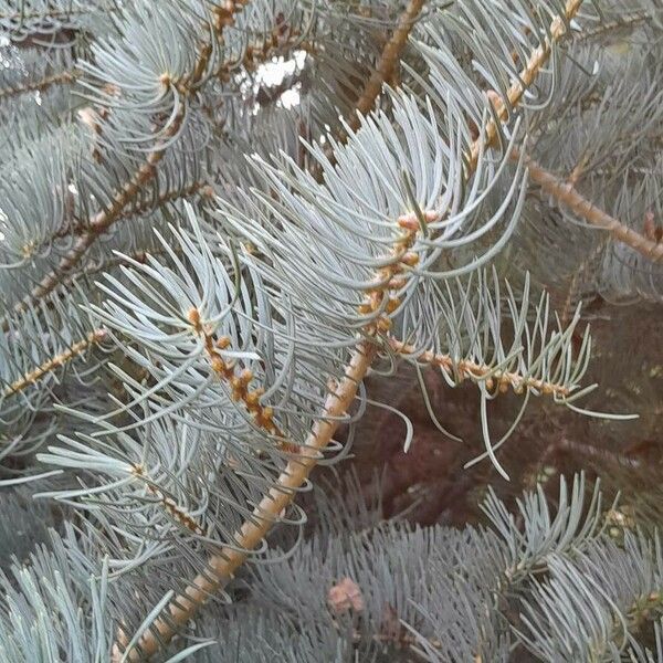 Abies concolor Leaf