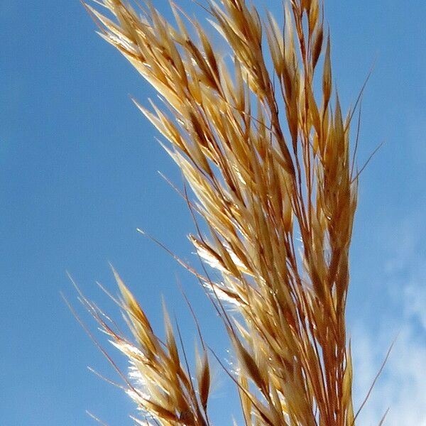 Achnatherum calamagrostis 花