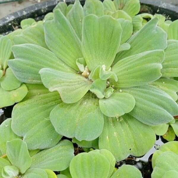 Pistia stratiotes 葉