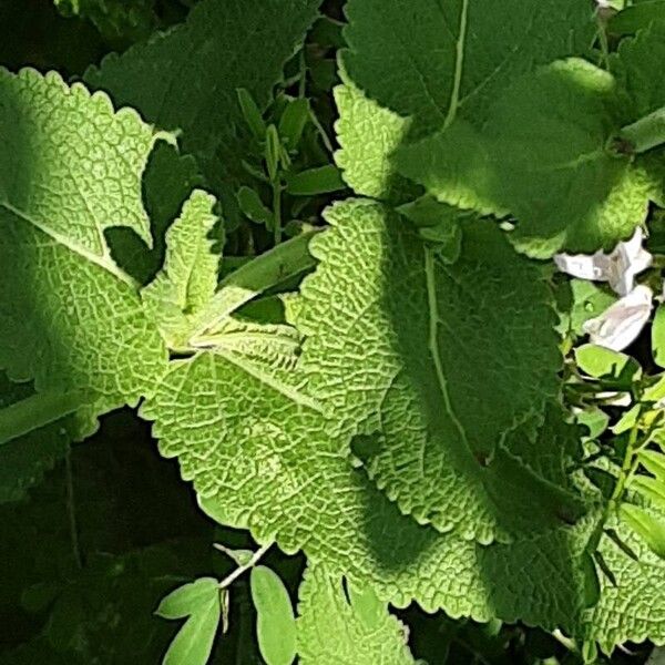 Salvia nemorosa Blatt