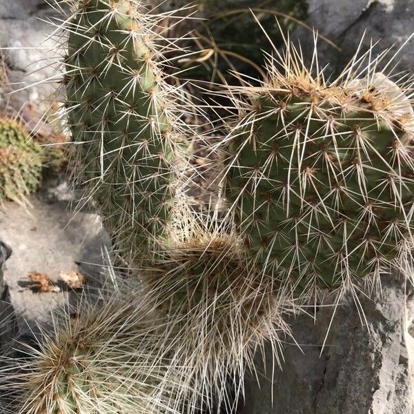 Opuntia polyacantha Φύλλο