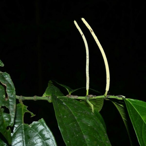 Piper hostmannianum Leaf