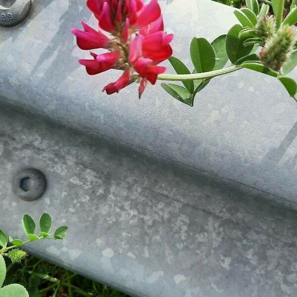 Sulla coronaria Blomma