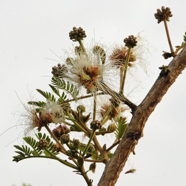 Albizia chevalieri Habit