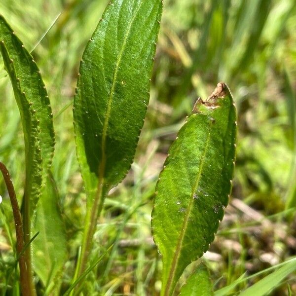 Viola lanceolata Leaf