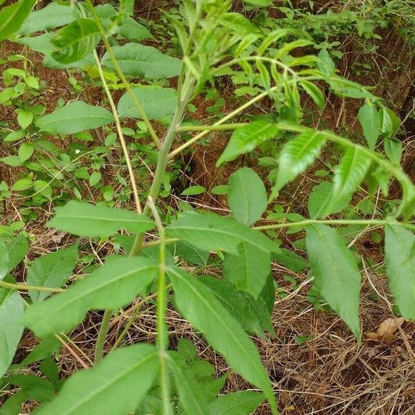 Rhus copallinum Habitus