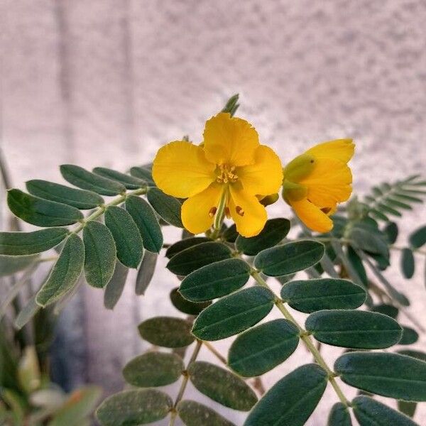 Senna multiglandulosa Flor