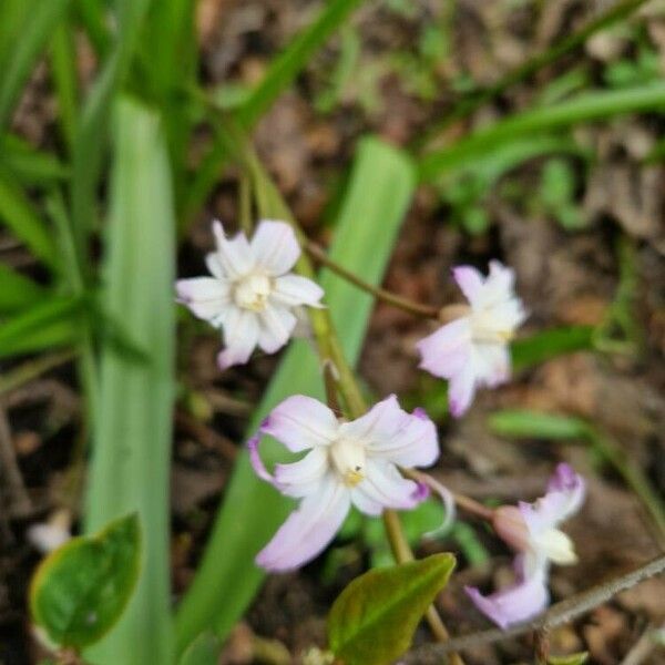 Scilla forbesii Flower