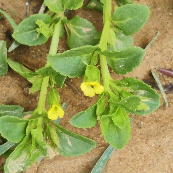 Mecardonia procumbens Leaf