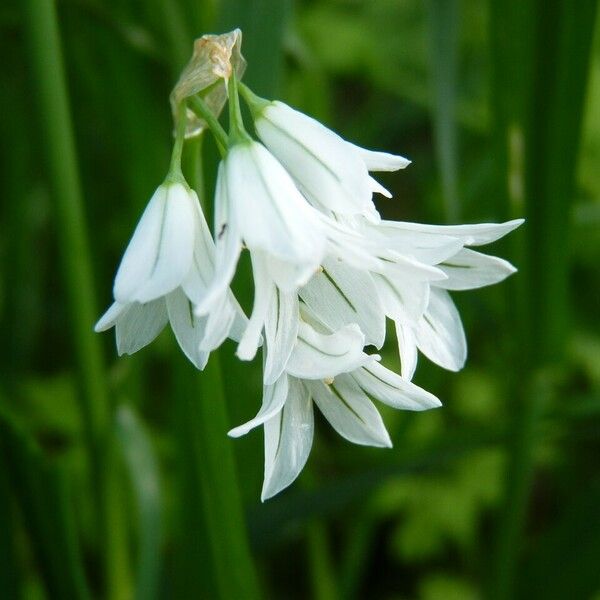 Allium triquetrum Blüte