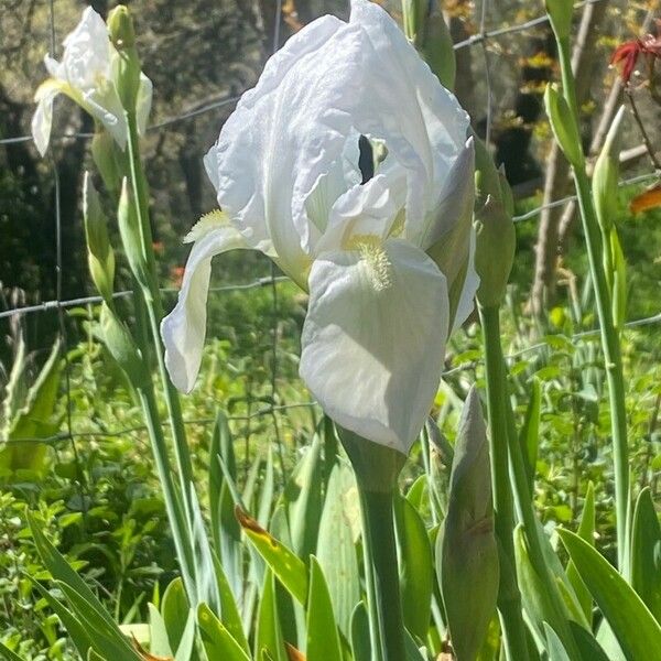 Iris albicans Žiedas