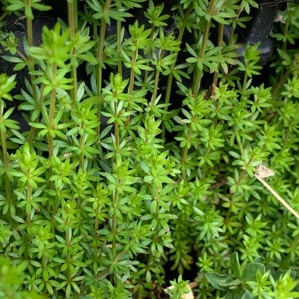 Galium parisiense Liść