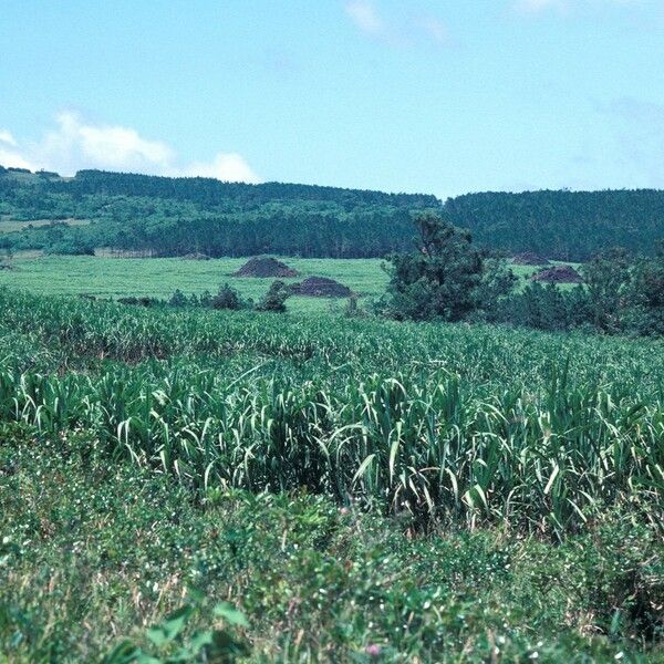 Saccharum officinarum Habitat