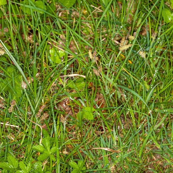 Carex flacca Habit
