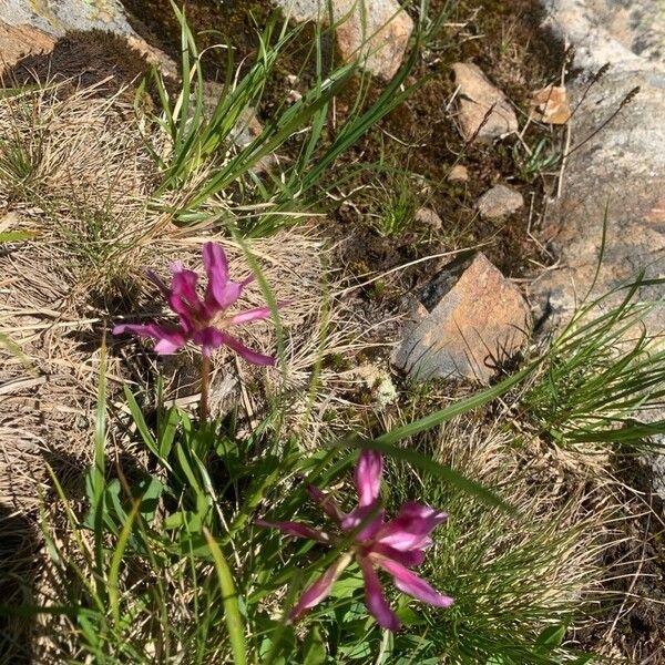 Trifolium alpinum Blomma