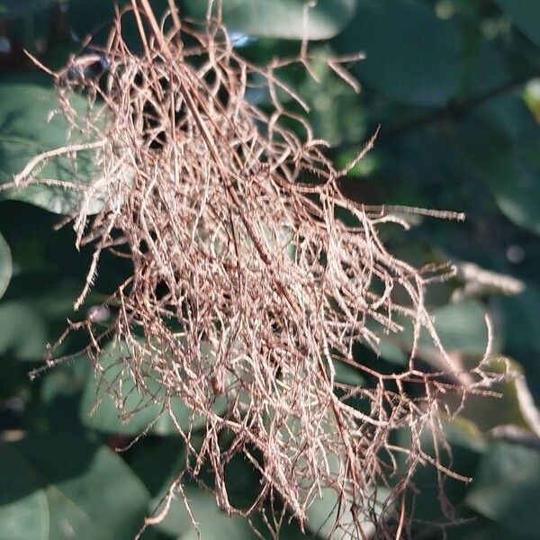 Cotinus obovatus Vrucht