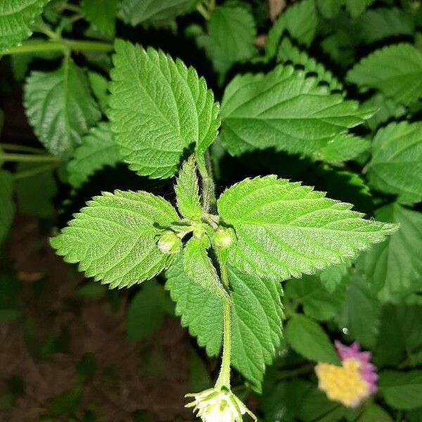 Lantana camara पत्ता