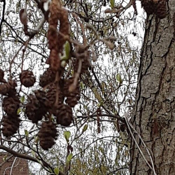 Alnus incana Фрукт