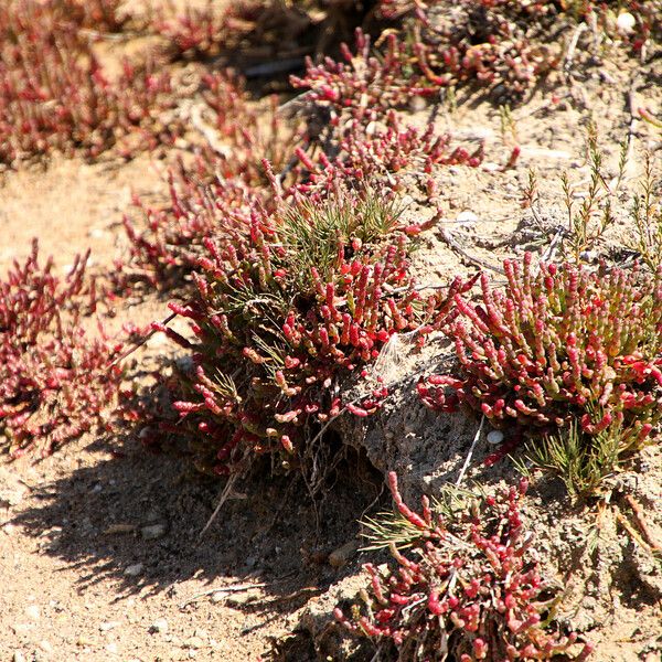 Salicornia europaea Staniste