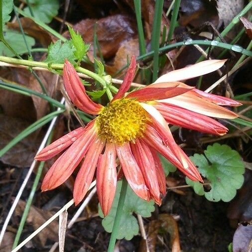 Chrysanthemum x grandiflorum फूल