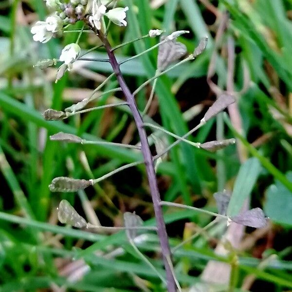 Capsella bursa-pastoris Flower