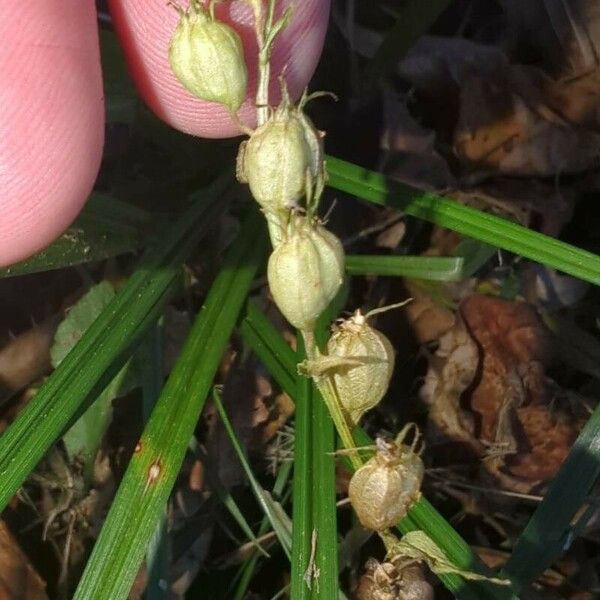 Lobelia inflata Fruit