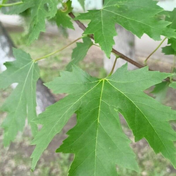 Acer saccharinum ഇല