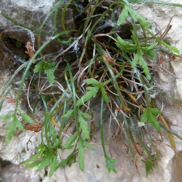 Asplenium seelosii Vekstform